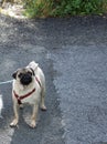 Close-up Portrait of Pug Carlino looking up Royalty Free Stock Photo