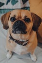 Portrait of a puggle, shallow focus, looking at the camera