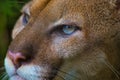 Close Up Portrait Of A Puma Or Cougar With Blue Eyes