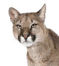 Close-up portrait of Puma cub, Puma concolor, 1 year old Royalty Free Stock Photo