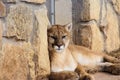 Close-up portrait of Puma Mountain Lion Royalty Free Stock Photo