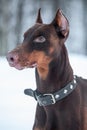 Close-up portrait of purebred brown doberman pinscher Royalty Free Stock Photo