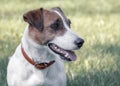 Close-up portrait of purebred cute young happy dog Jack Russell Terrier sitting on grass and looking at right