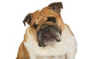 Close-up portrait of purebred English bulldog over white