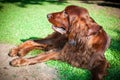 Close up portrait of a purebred english cocker in garden Royalty Free Stock Photo