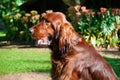 Close up portrait of a purebred english cocker in garden Royalty Free Stock Photo