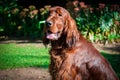 Close up portrait of a purebred english cocker in garden Royalty Free Stock Photo