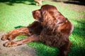 Close up portrait of a purebred english cocker in garden Royalty Free Stock Photo