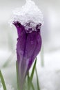 A close up portrait of a purple crocus flower covered with snow at the top. The snow is already melting and turning into ice Royalty Free Stock Photo