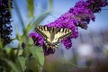 A close up portrait of a queen page butterfly on a purple butterfly bush flower.