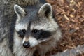 A close up portrait of a raccoon standing in a woodland landscape looking around. The animal has white and grey fur and has a Royalty Free Stock Photo