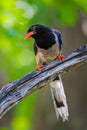 Close up portrait of Red-billed blue magpie Royalty Free Stock Photo