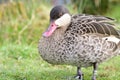 Red billed teal anas erythrorhyncha Royalty Free Stock Photo