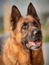 Close up portrait of a red-brown german shepherd dog vertical shot Royalty Free Stock Photo