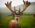 Close-up Portrait of Red Deer Stag