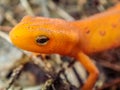 Close Up Portrait Of A Red Eft Newt In Migratory Life Stage Royalty Free Stock Photo