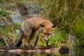 Close-up portrait of a red fox in a dynamic pose in its natural habitat.