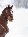 Close-up of a portrait of a red horse against a background of snow. Forest in the background, space for text Royalty Free Stock Photo