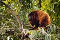 Close up portrait of Red howler monkey on the tree Royalty Free Stock Photo