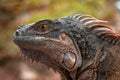 Portrait of a red iguana Royalty Free Stock Photo