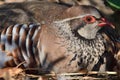 Red legged partridge alectoris rufa Royalty Free Stock Photo