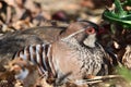 Red legged partridge alectoris rufa Royalty Free Stock Photo