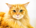 Close up portrait of red orange Maine Coon Cat - Felix catus - looking at camera. Beautiful young cat making funny face on white
