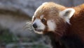 Red Panda, Ailurus fulgens also known as a firefox, lesser panda, or red-cat-bear Royalty Free Stock Photo