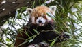 Red Panda, Ailurus fulgens also known as a firefox, lesser panda, or red-cat-bear Royalty Free Stock Photo