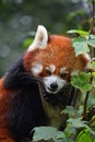 Close up portrait of red panda on tree Royalty Free Stock Photo