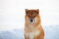 Portrait of red shiba inu dog outside at sunset in winter. Beautiful and young shiba inu puppy in the snow field Royalty Free Stock Photo