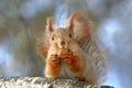 Close up portrait of the red squirrel with a wallnut on the tree