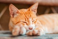 Close up portrait of a red stray cat sleeps on a bench. Concept of animal protection and adoption Royalty Free Stock Photo