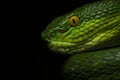 Close-up portrait of a red-tailed bamboo pit viper at Cherrapunji, Meghalaya