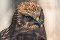 Portrait of Red Tailed Hawk Royalty Free Stock Photo