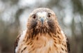 Close-up portrait of Red-Tailed Hawk staring at the camera Royalty Free Stock Photo