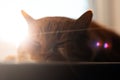 Close-up portrait of red white cat lying on window sill on background of sunlight effect. Royalty Free Stock Photo