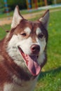 Close-up portrait red white purebred dogs husky