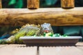 Resting green colored male Green iguana Royalty Free Stock Photo