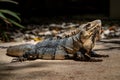 Close-up portrait of a resting Iguana in Mexico. Royalty Free Stock Photo