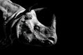 Close up portrait of Rhino on black background Royalty Free Stock Photo
