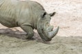 Close up portrait of rhino, profile. Rhino in the dust and clay walks