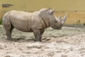 Close up portrait of rhino, profile. Rhino in the dust and clay walks Royalty Free Stock Photo