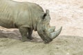 Close up portrait of rhino, profile. Rhino in the dust and clay walks