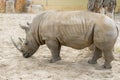Close up portrait of rhino, profile. Rhino in the dust and clay walks Royalty Free Stock Photo