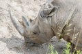 Close up portrait of rhino, profile. Rhino in the dust and clay walks. close-up Royalty Free Stock Photo
