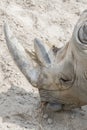 Close up portrait of rhino, profile. Rhino in the dust and clay walks. close-up. vertical photo Royalty Free Stock Photo