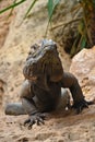 Close up portrait of rhinoceros iguana on rocks Royalty Free Stock Photo