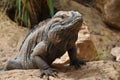 Close up portrait of rhinoceros iguana on rocks Royalty Free Stock Photo