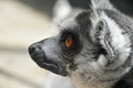 Close up portrait of ring-tailed lemur catta Royalty Free Stock Photo